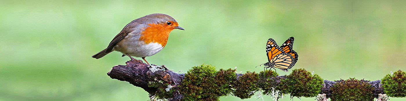 Robins In Your Garden