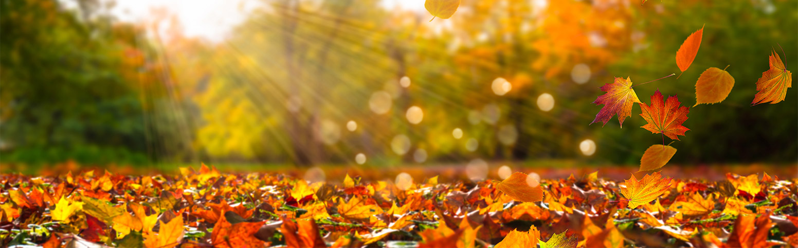 Autumn Gardening