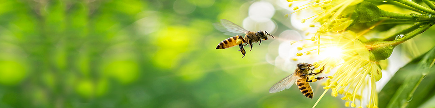 Attracting Bees In The Garden