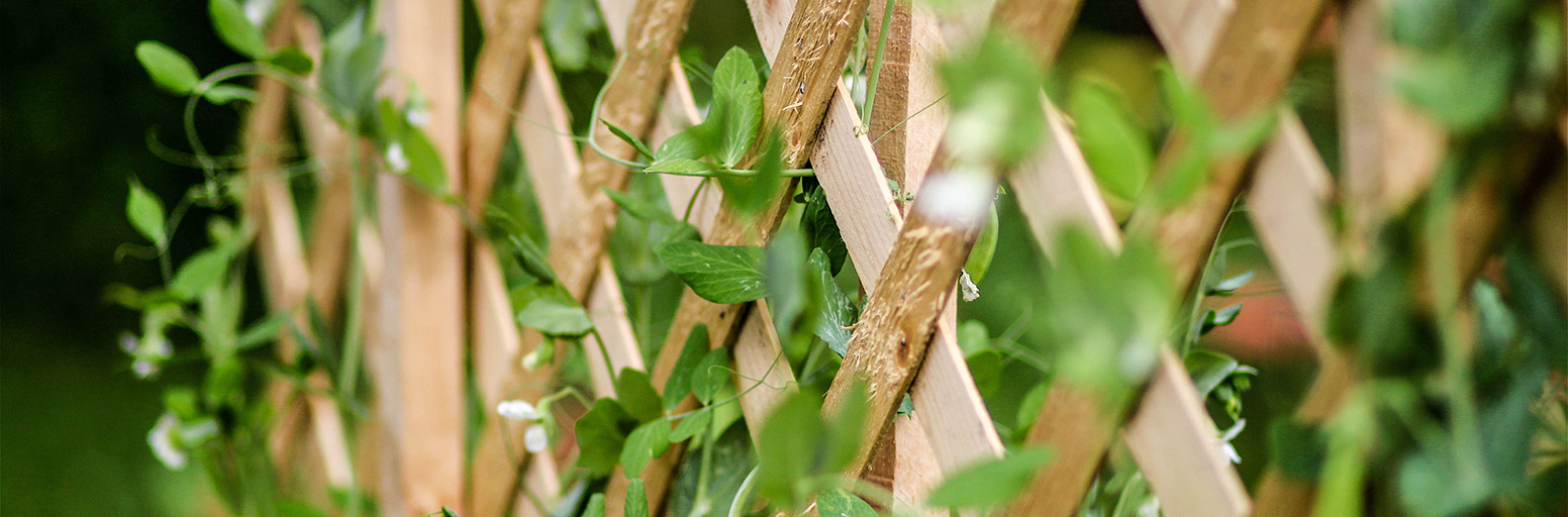 Garden Trellis