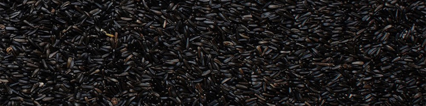 Nyger Bird Seed