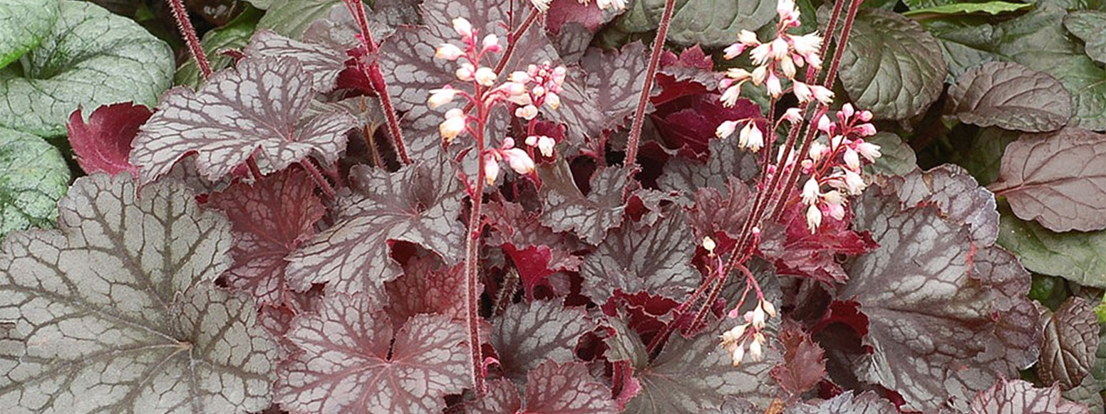 Hardy Plants for Pots and Borders