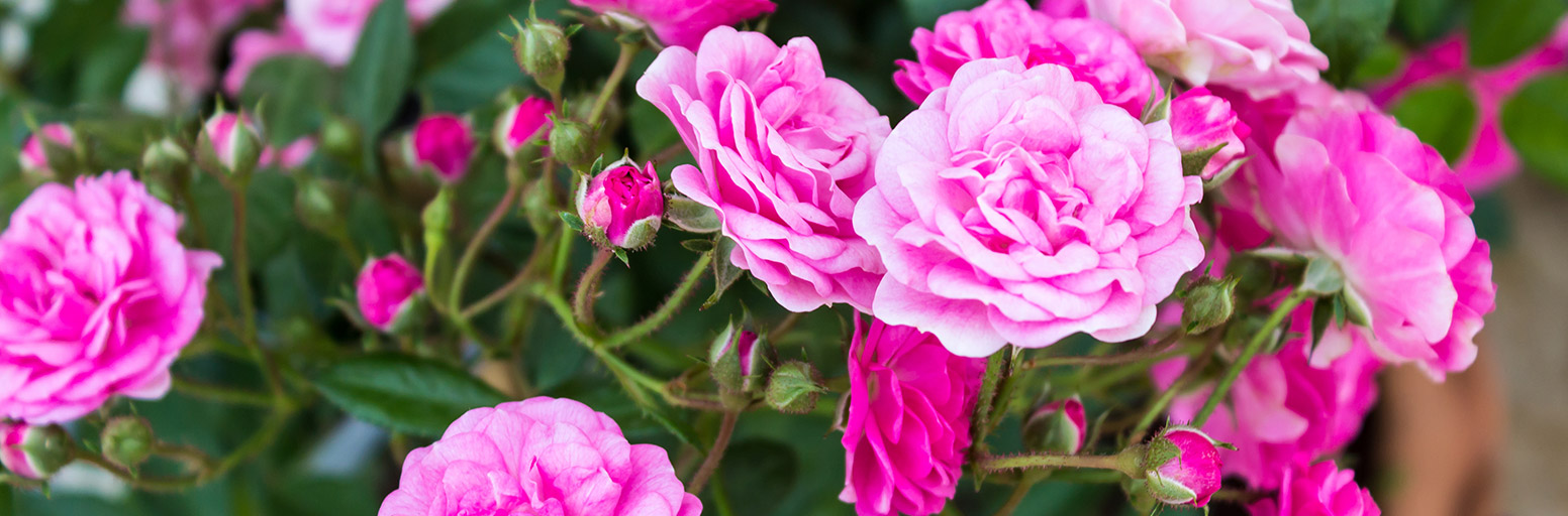 Rose Plants