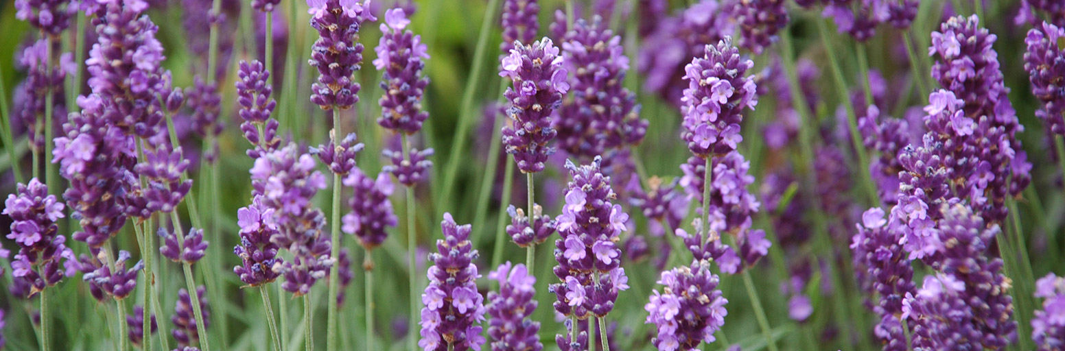 Lavender Plants