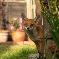 Garden Animal Repellents