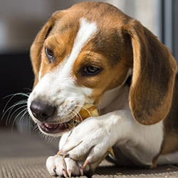 Pet Care