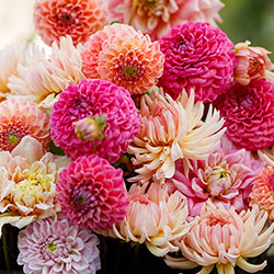 Bulb Collections