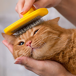 Cat Grooming & Healthcare