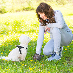 Dog Hygiene & Clean Up