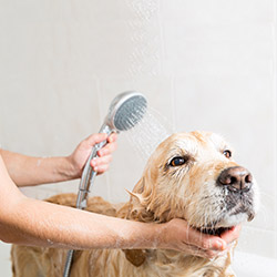 Dog Grooming & Healthcare