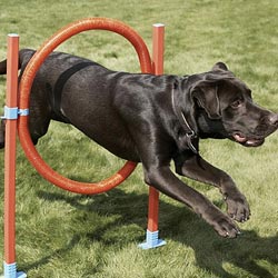 Dog Training & Agility