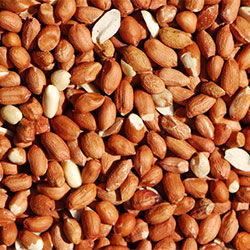 Bird Peanuts