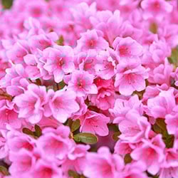 Bedding Seeds Collection
