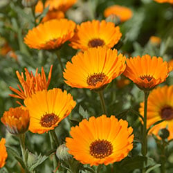 Calendula Seeds