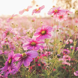 Cosmos Seeds