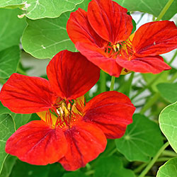 Nasturtium Seeds