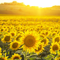 Sunflower Seeds