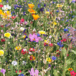 Wildflower Seeds Collection