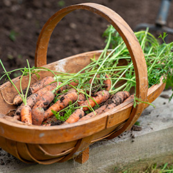 Harvesting The Garden