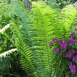 Grasses & Ferns