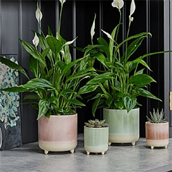 House Plant Pots