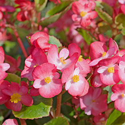 Begonia Tubers