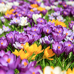 Crocus Bulbs
