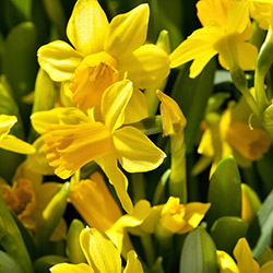 Daffodil Bulbs