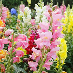 Gladioli Bulbs