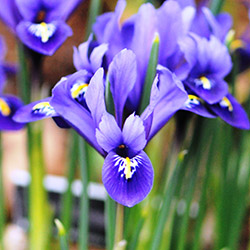 Iris Bulbs