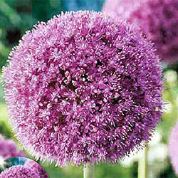 Allium Bulbs