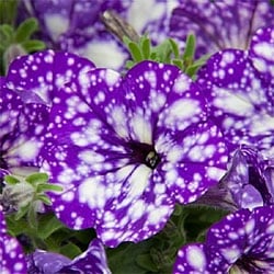 Bedding Plants