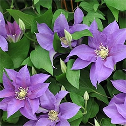 Climbing Plants