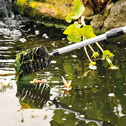 Pond Maintenance