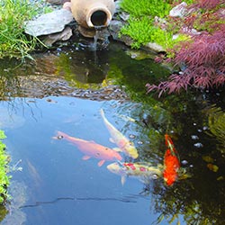 Garden Ponds