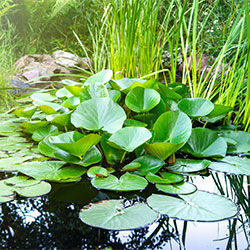 Pond Plants & Accessories