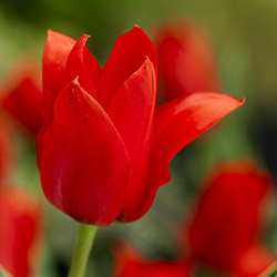 Tulip Bulbs