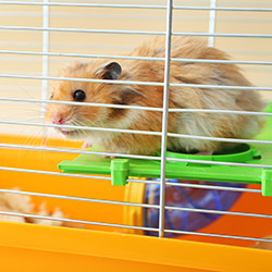 Small Pet Cages & Homes