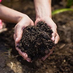 Cutting and Seed Compost