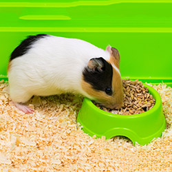 Small Pet Food