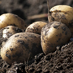 Seed Potatoes