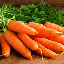 Carrot Seeds