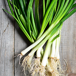 Leek & Onion Seed