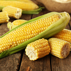 Sweet Corn Seeds