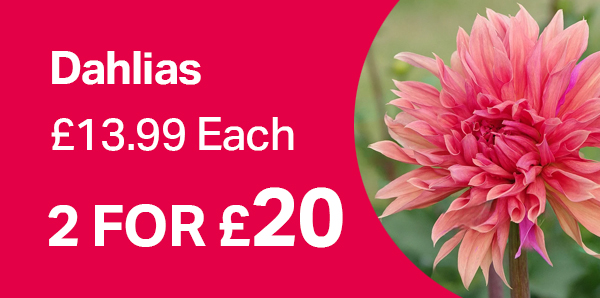 Dahlias 2 for £20