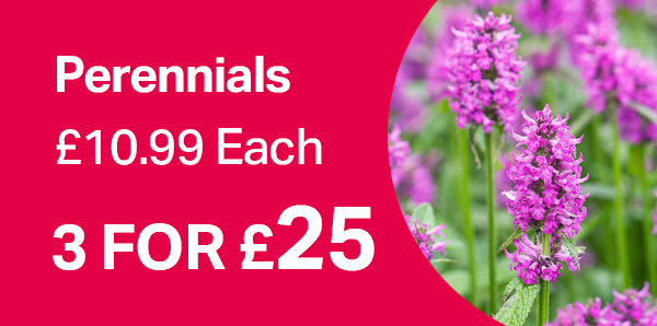 Perennials 3 for £25