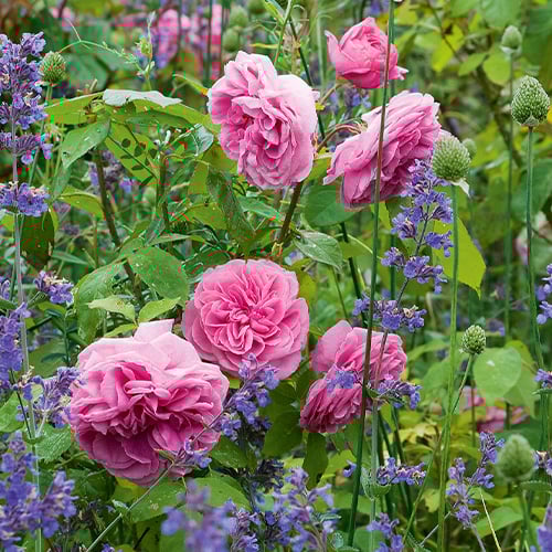 Rose Pruning Talk and Q&A with David Austin Roses