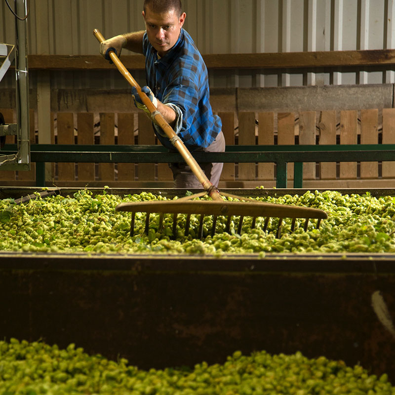 hops-brewing