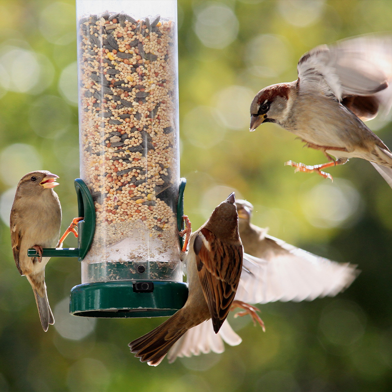How To Attract Birds To A Bird Feeder