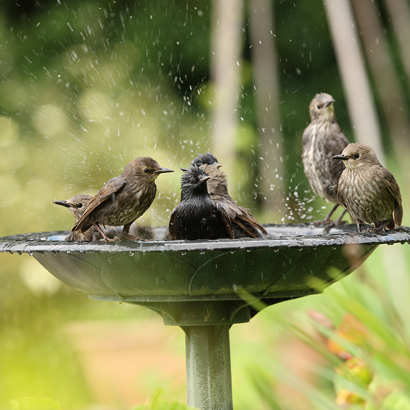 How To Clean A Bird Bath